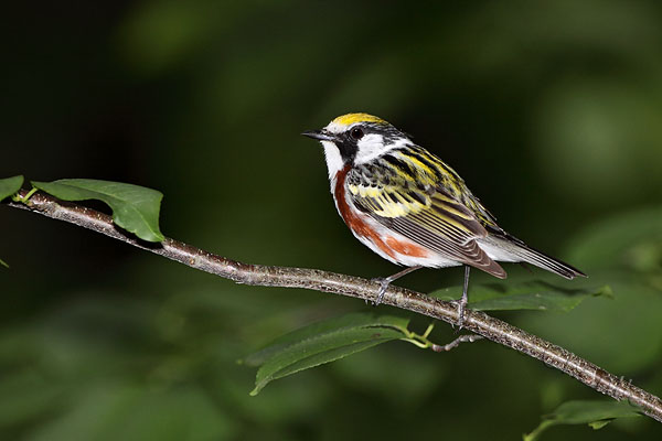 Chestnut-sided Warbler © Russ Chantler